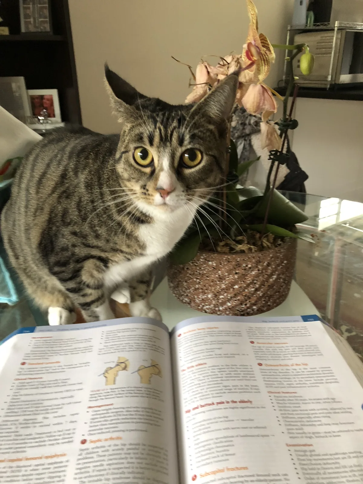 A tabby cat standing over an open ECG textbook.