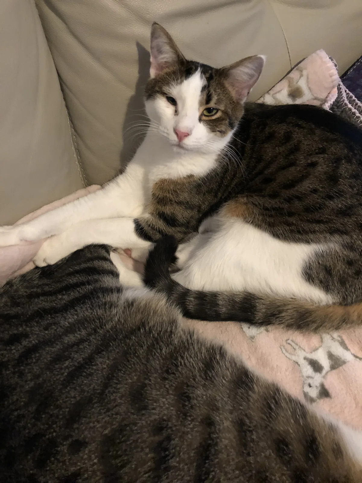 Two cats stacked together on a leather couch.