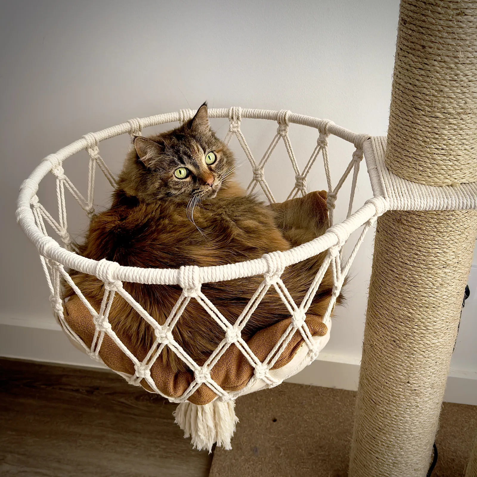 A fluffy cat curled in a macramé hanging basket.