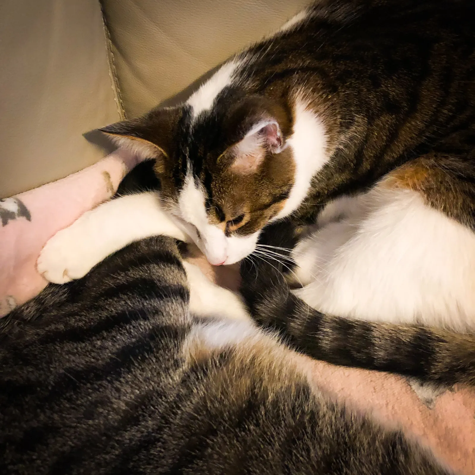 Lucy and Ezri asleep in a hug.