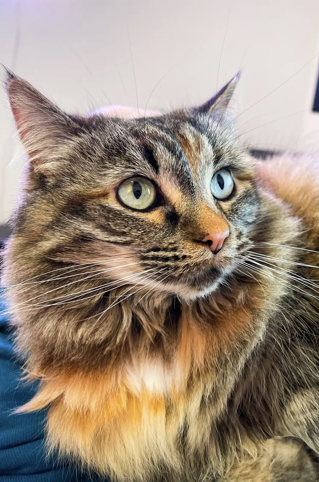 Portrait of Molly.