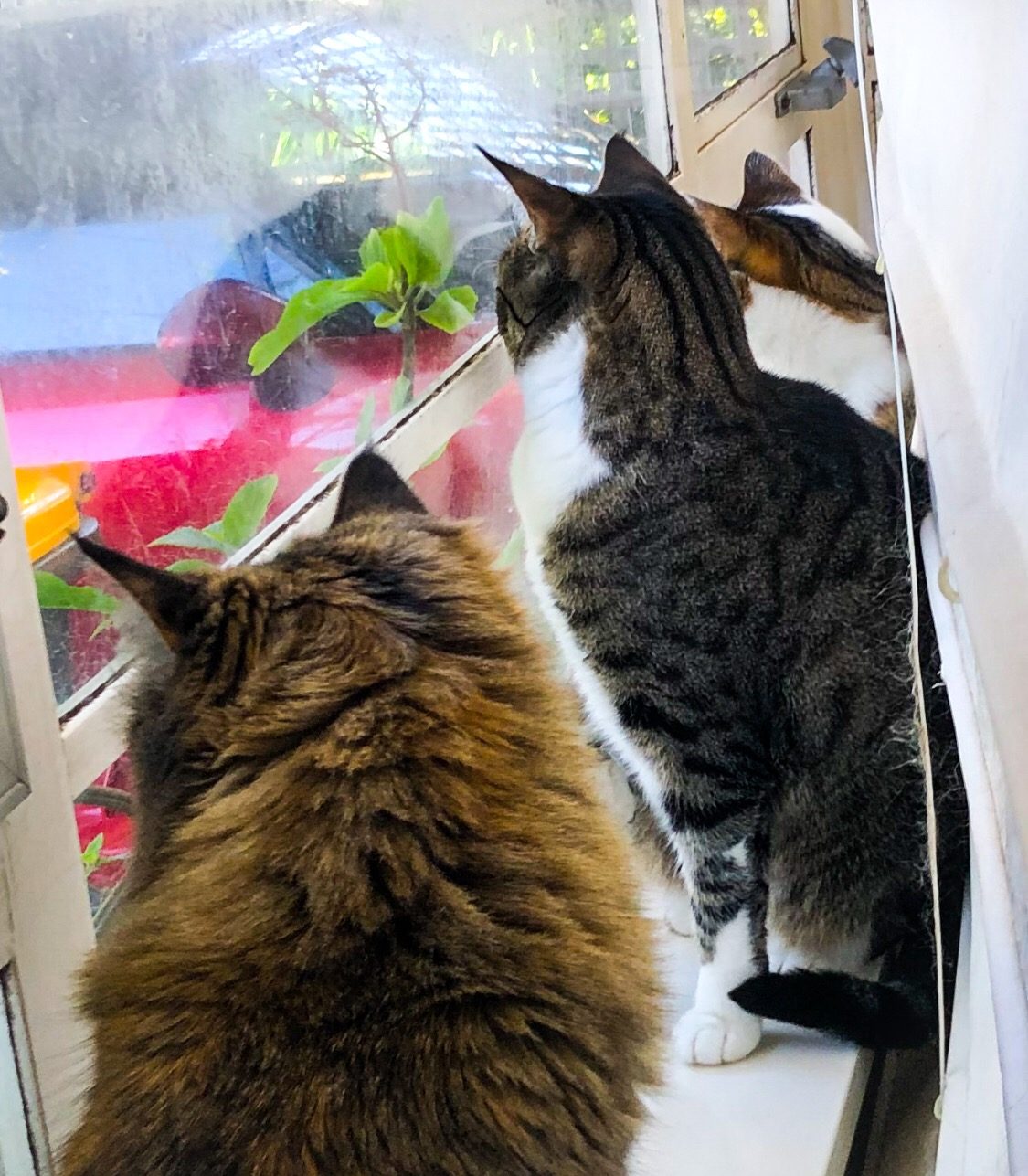 Ezri, Lucy and Molly lined up at the window, watching the street.